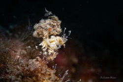 Hairy Shrimp by Julian Hsu 